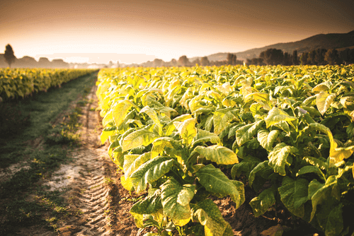 Zetes soutient la lutte contre le trafic illégal de produits du tabac