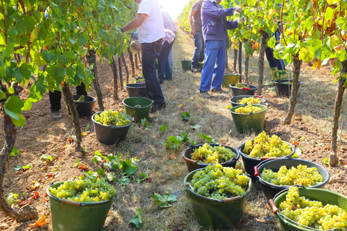 Bourgogne du Sud cultive sa productivité avec le WMS Expansio de KLS