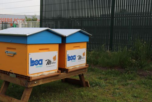 Deux ruches ont été installées par la Miellerie des Gorges de la Loire sur le siège stéphanois de l’entreprise