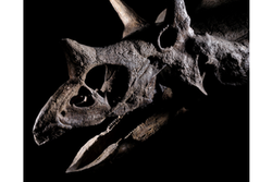 Quand un Triceratops prend l’avion : coulisses d’un transfert hors norme