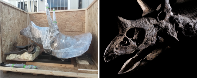 A gauche, l'emballage sur mesure conçu pour protéger le crâne de tricératops pendant le transport (Crédit photo : ZOIC). A droite, le crâne de tricératops de 318 kg restauré par ZOIC à Trieste livré dans une galerie de Dallas sous la supervision experte de Rhenus (Crédit photo : Vincent Fournier).